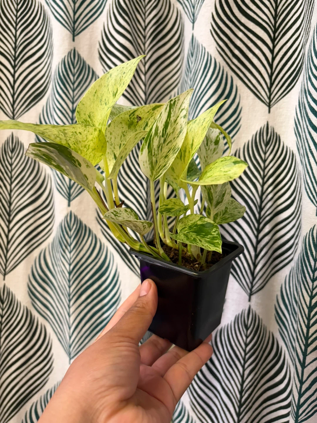 Snow Queen Pothos - photo 2