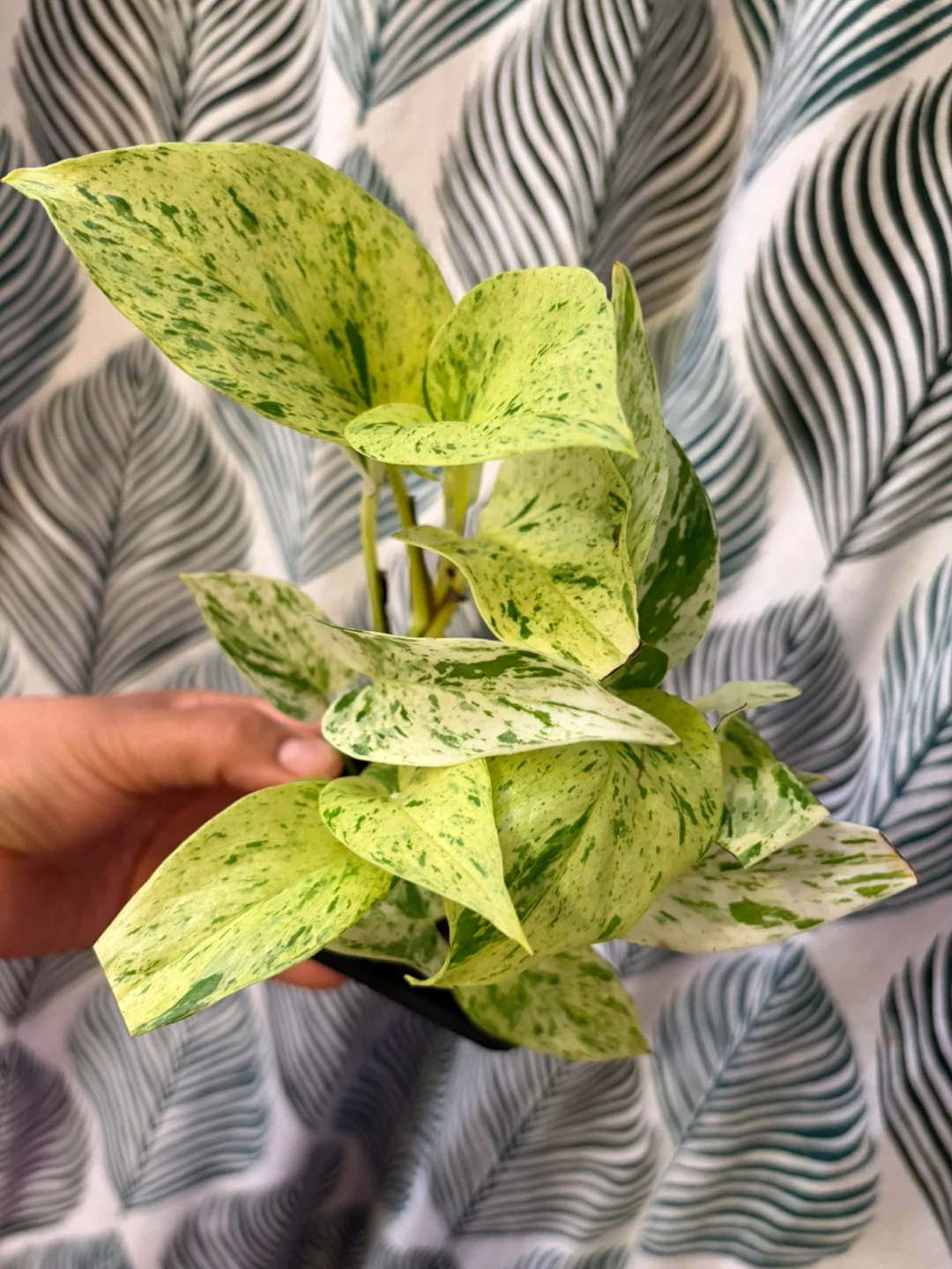 Snow Queen Pothos
