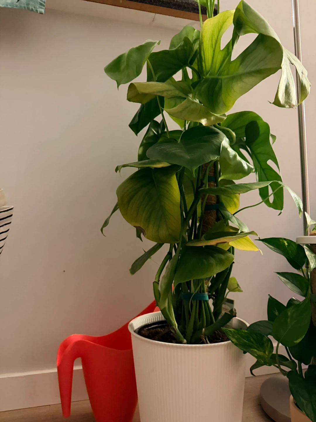 Monstera Deliciosa Plant in White Pot