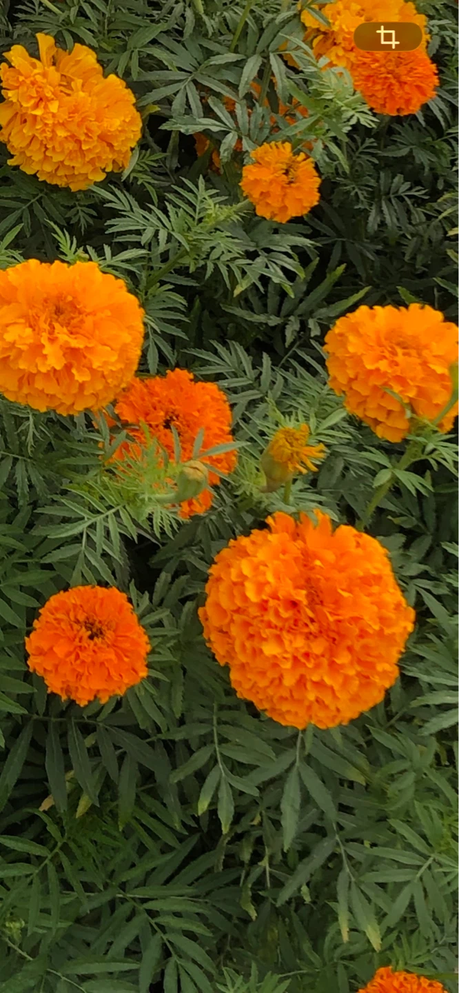Marigold Seeds (100 Seeds $3) - photo 3