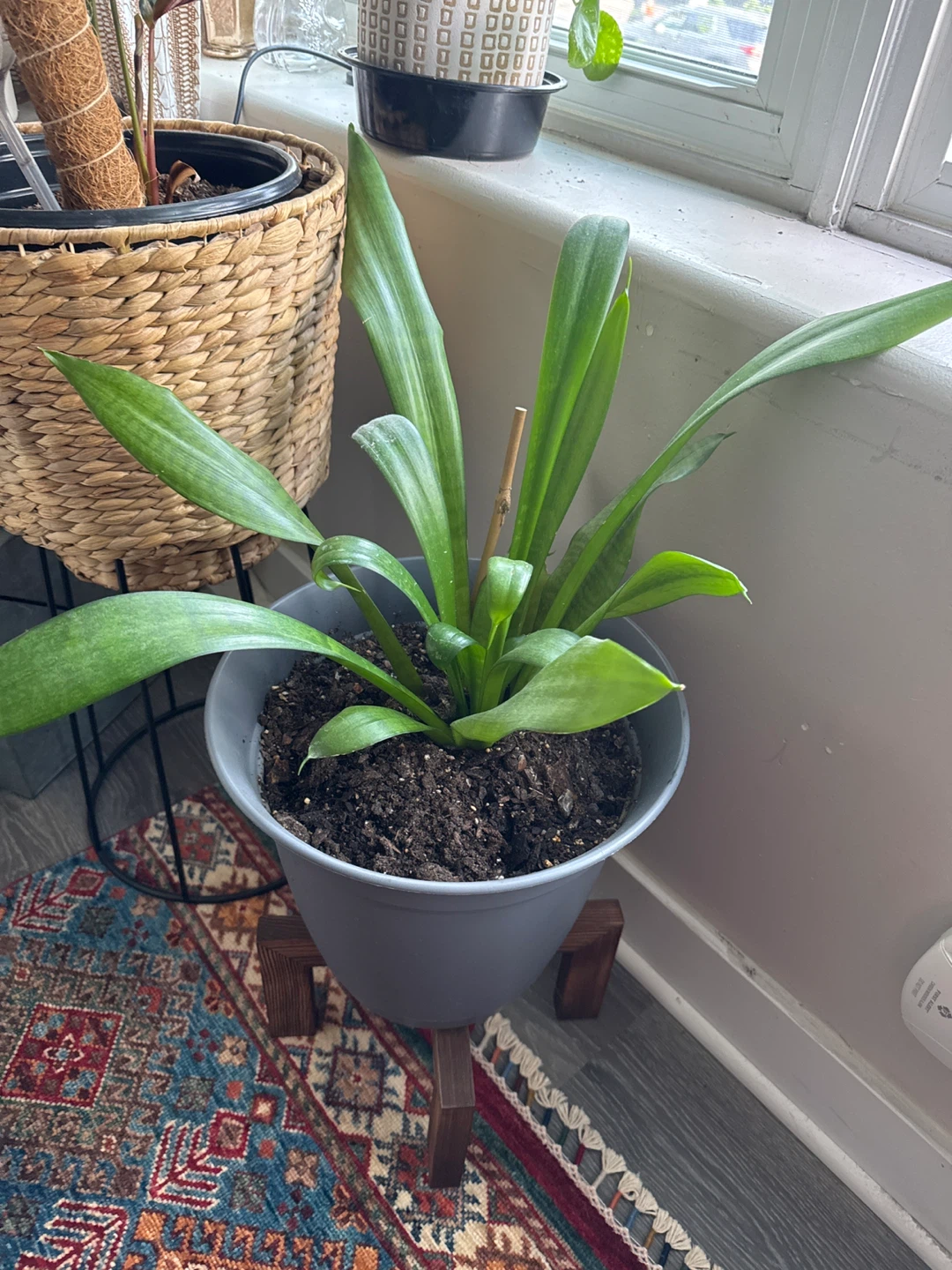Healthy Green Plant in Gray Pot