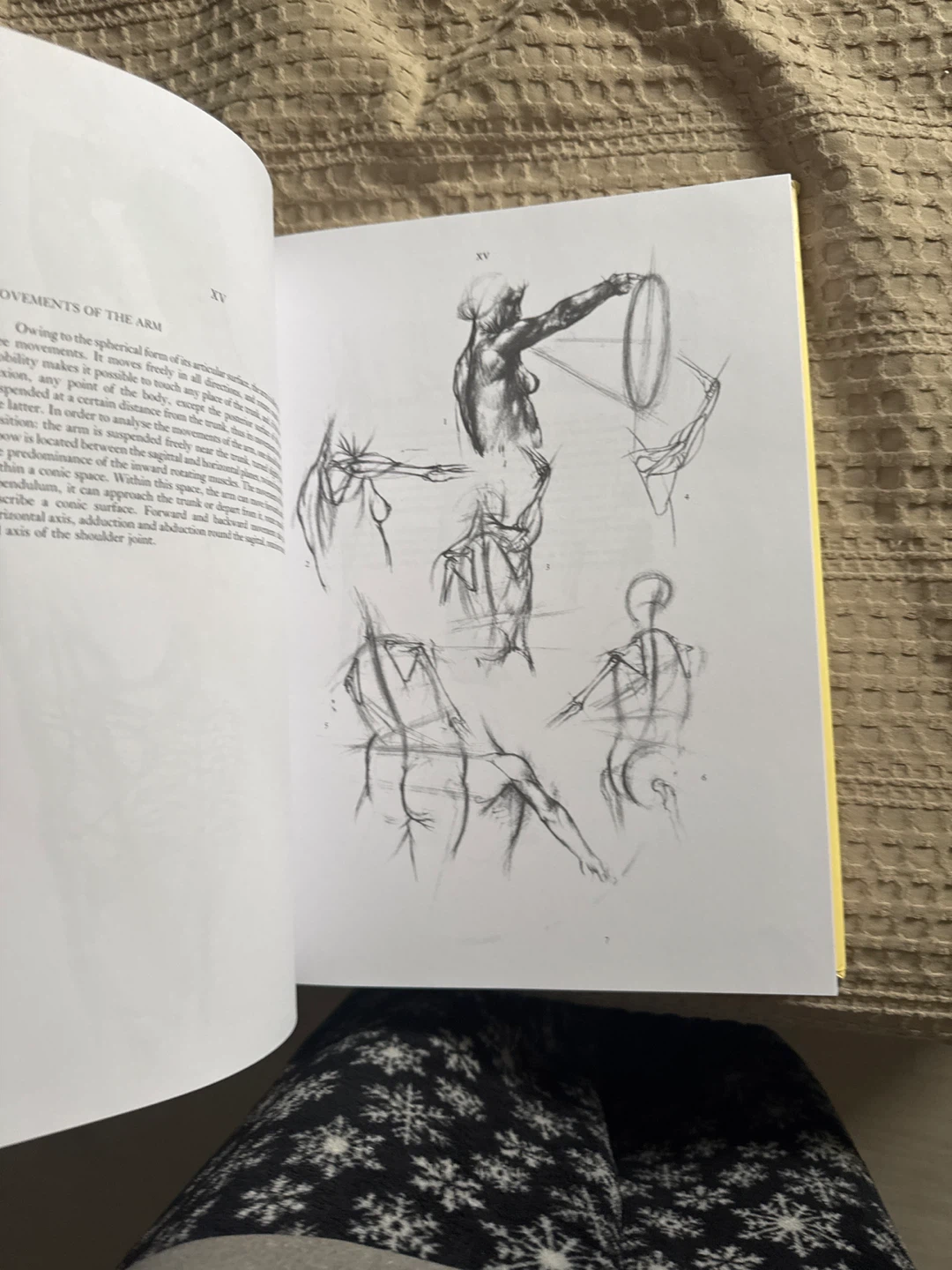 Anatomy for the Artist by Jenó Barcsay Book - photo 3