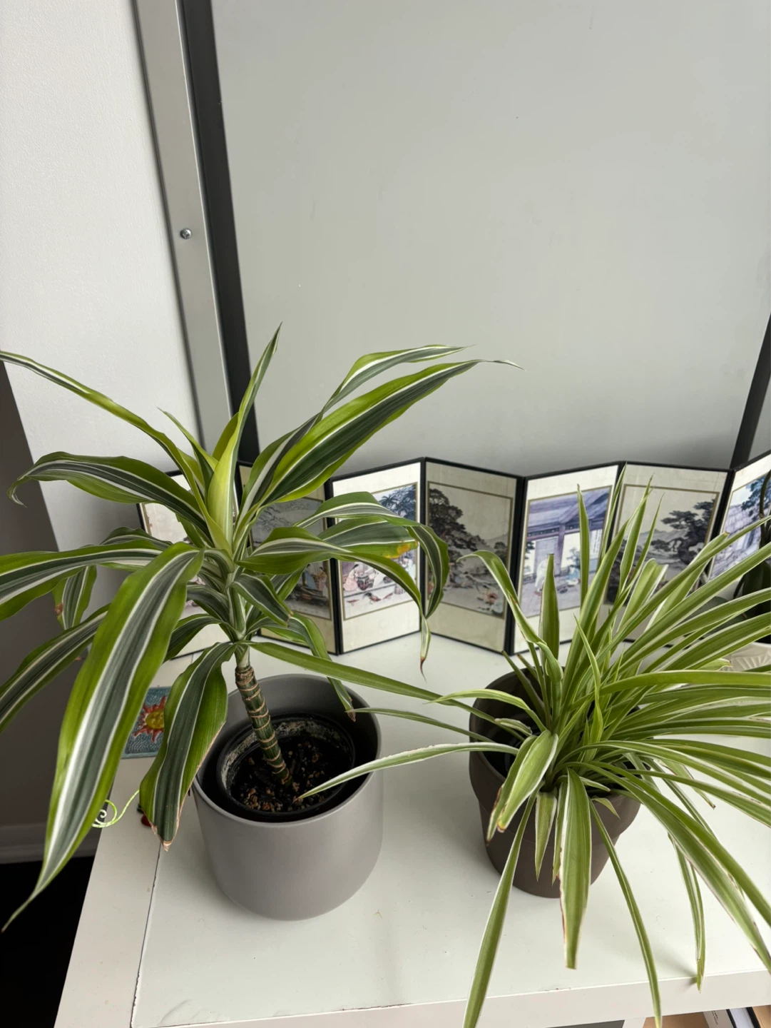 Plants for sale