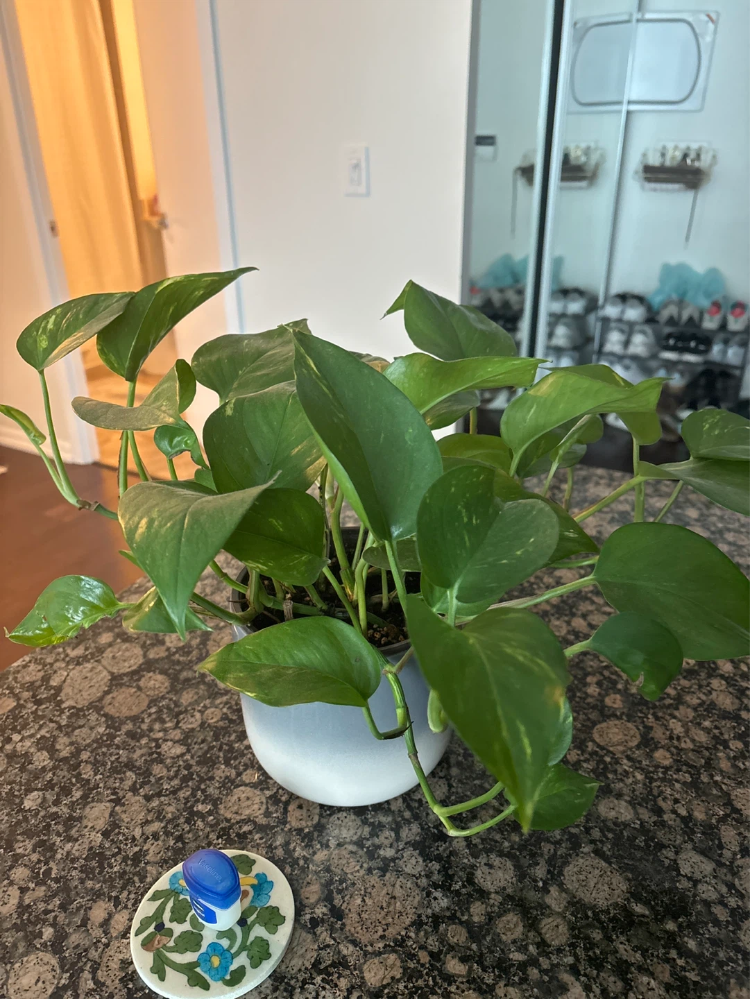 Plants for sale - photo 2