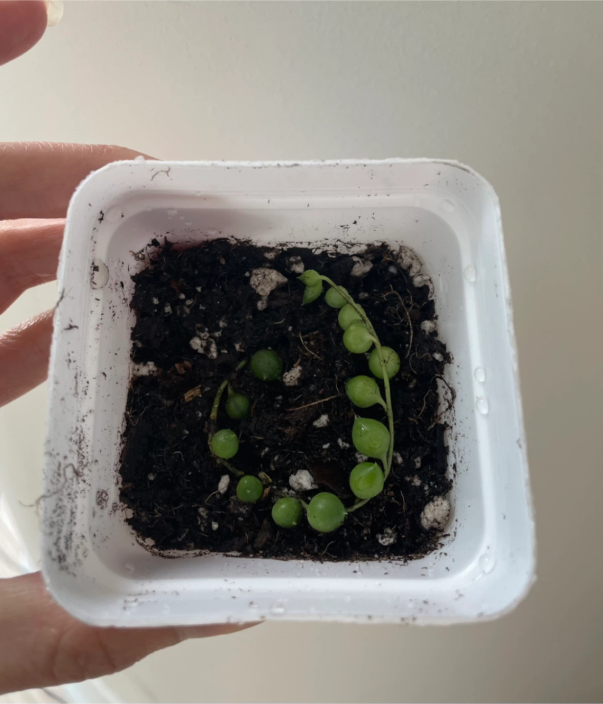 String of Pearls Succulent Cutting - photo 3