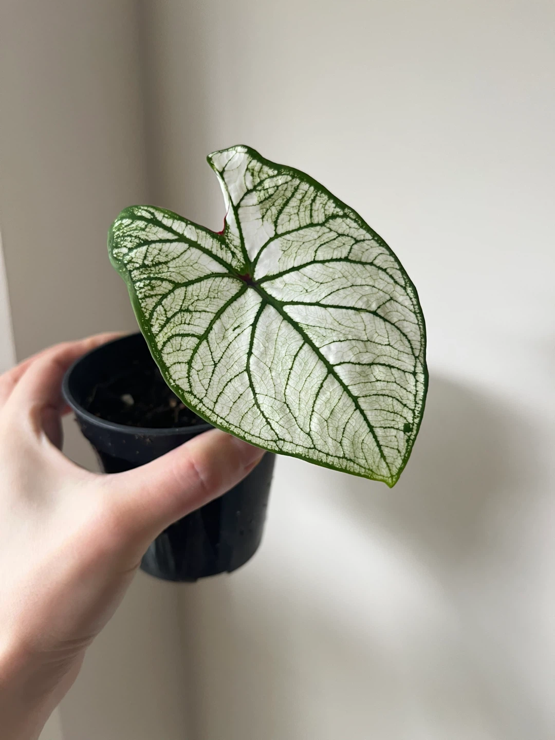 Caladium 'Candidum Senior' in 4” pot