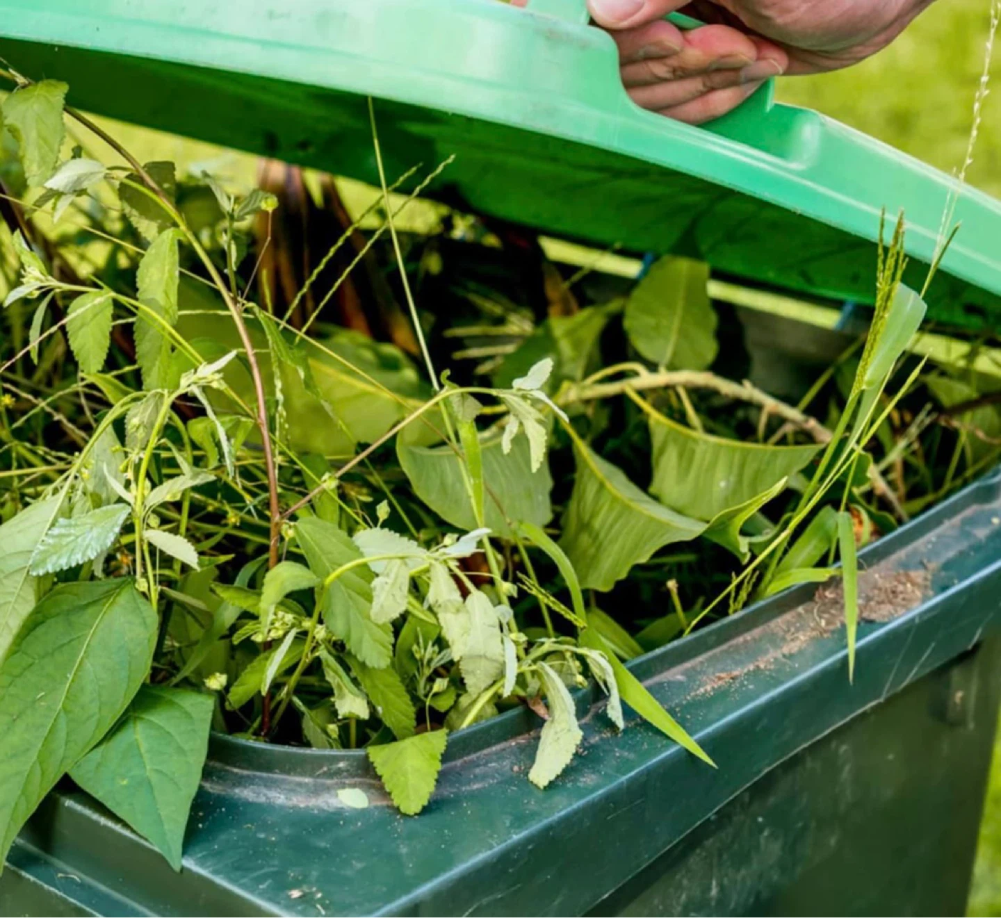 Green Waste - Removal