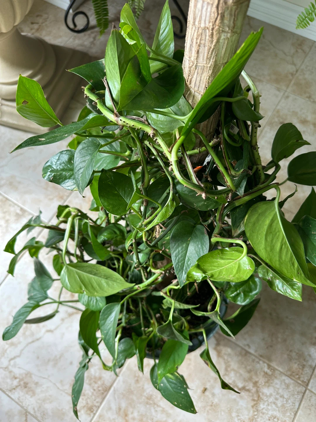 Large Pothos Plant on Pole