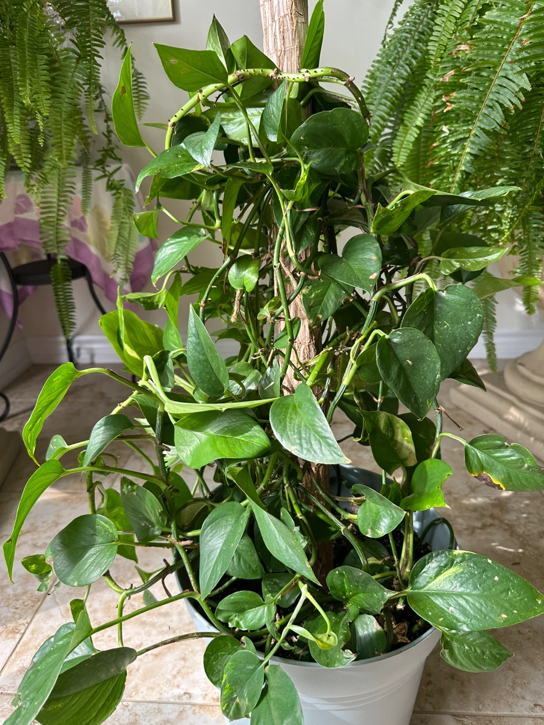 Large Pothos Plant on Pole - photo 2