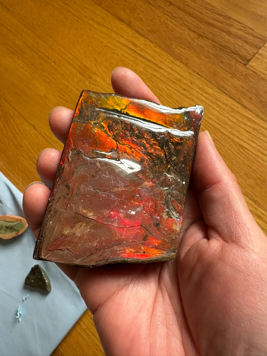 Polished Ammonite Fossil