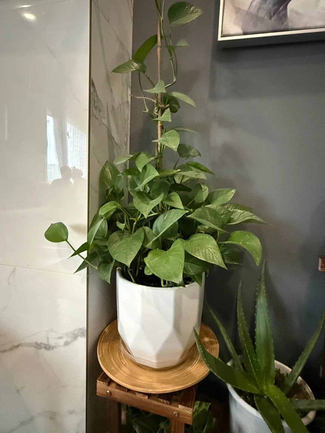 Pothos Plant in White Geometric Pot
