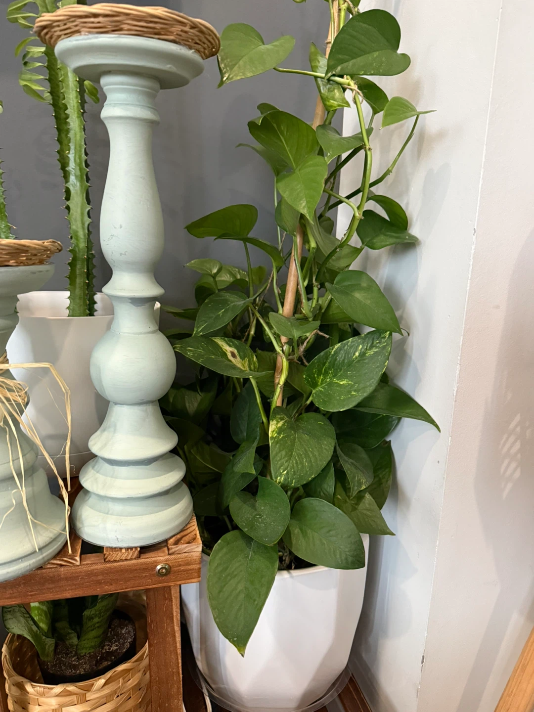 Pothos Plant in White Geometric Pot - photo 3