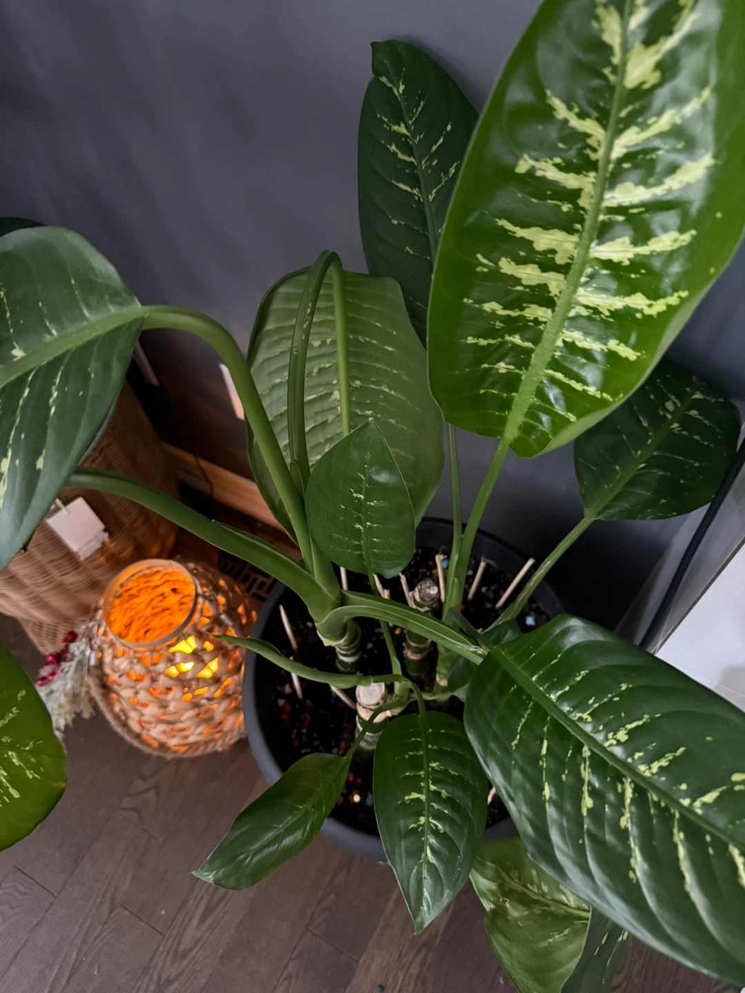 Dieffenbachia Plant
