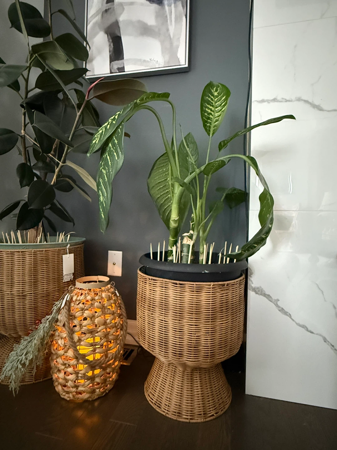 Dieffenbachia Plant - photo 3