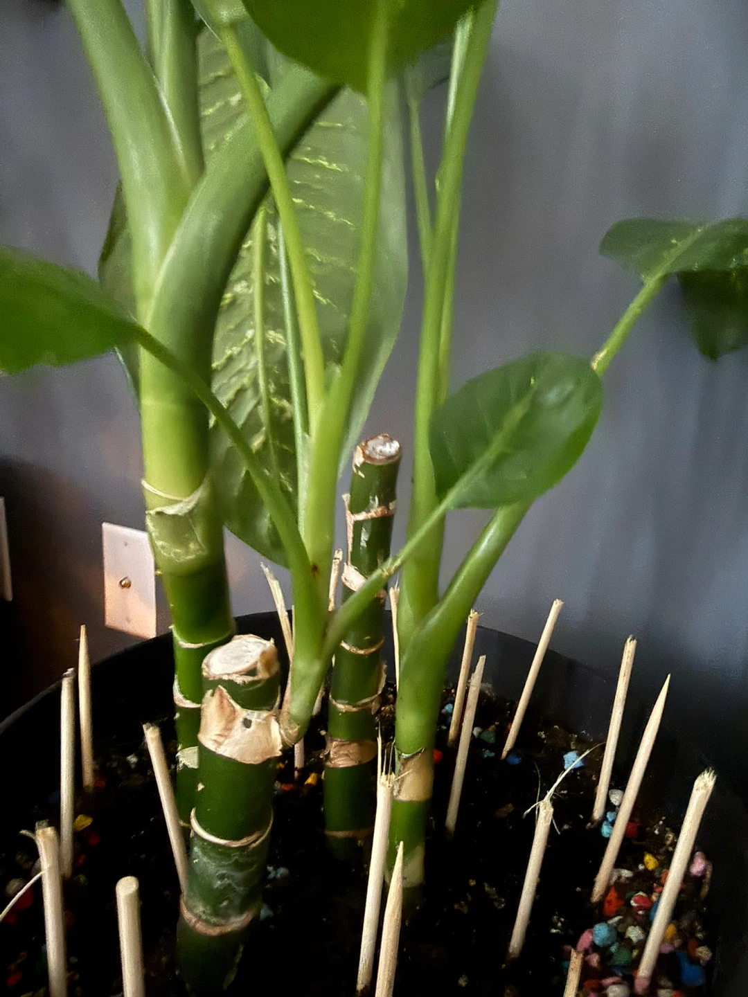 Dieffenbachia Plant - photo 4