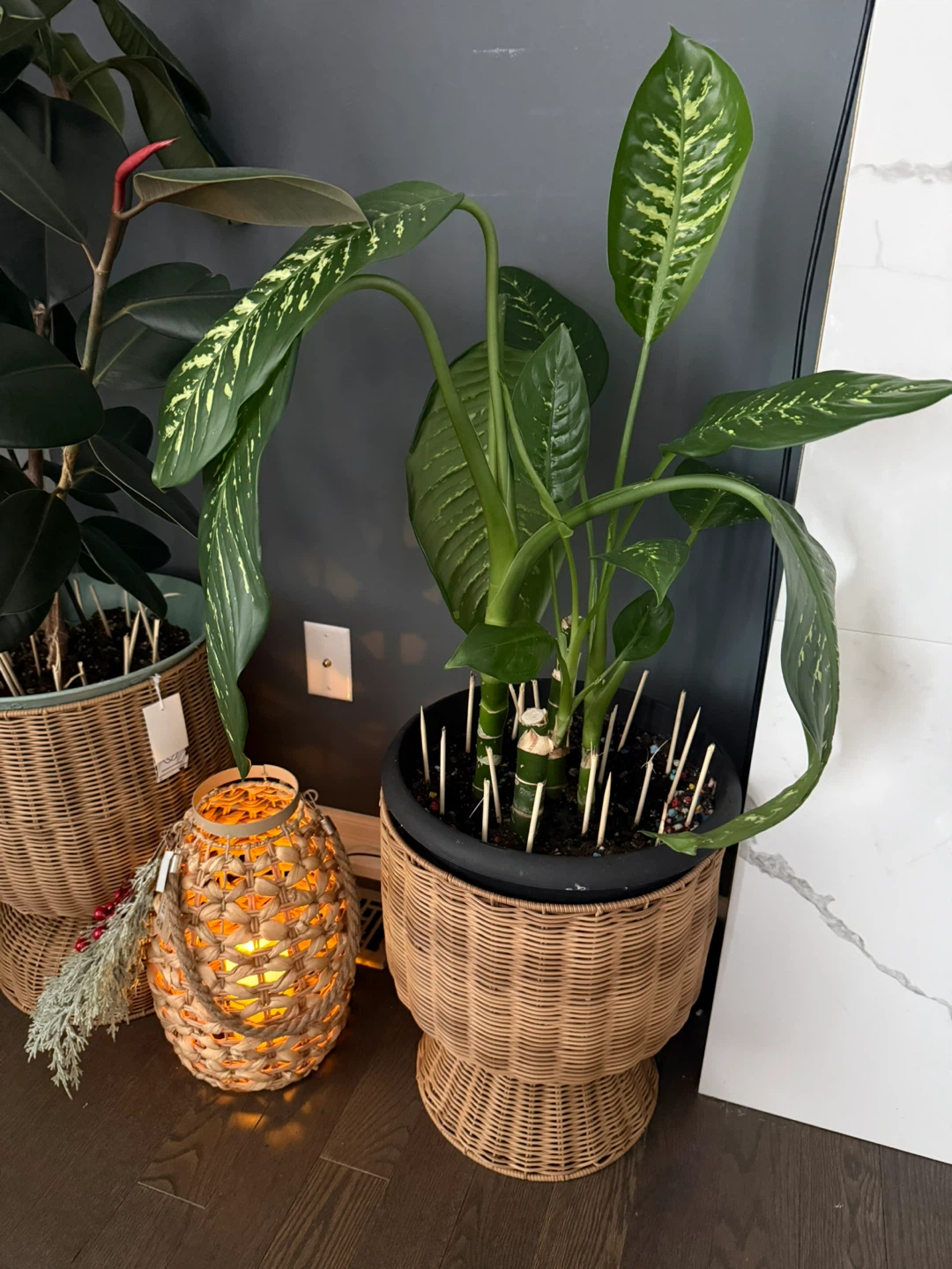Dieffenbachia Plant - photo 2