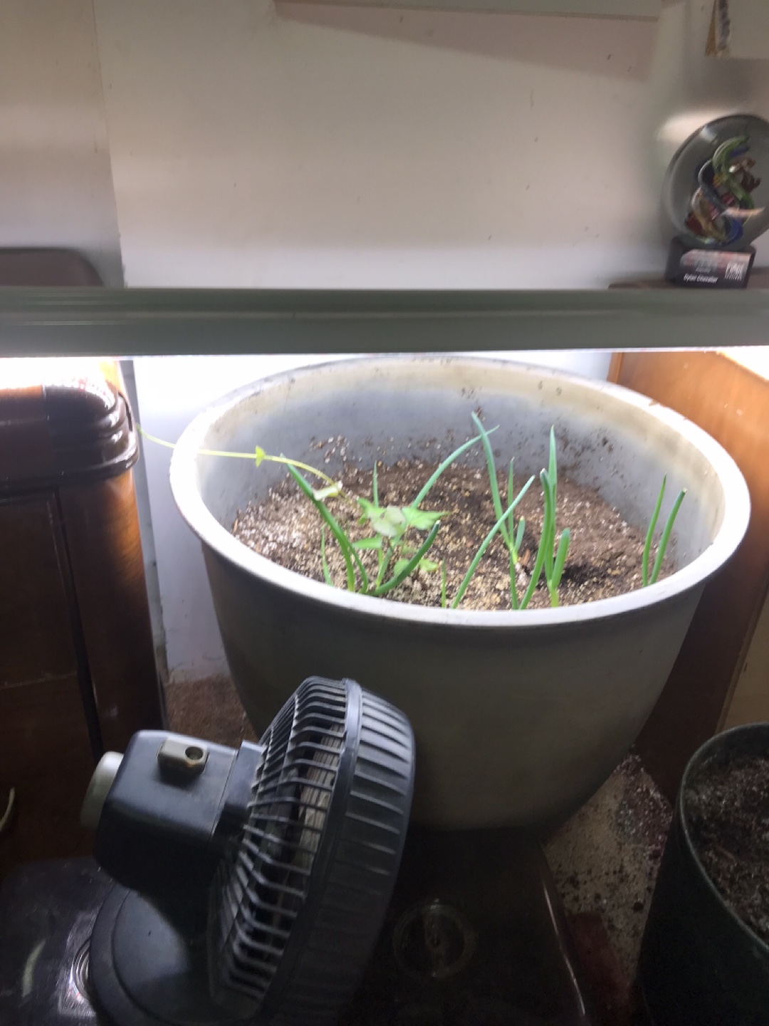 Wanted: Dwarf Tropical fruit trees