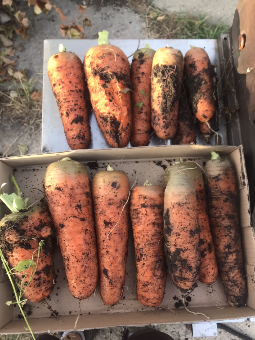 Wanted: Dwarf Tropical fruit trees - photo 5