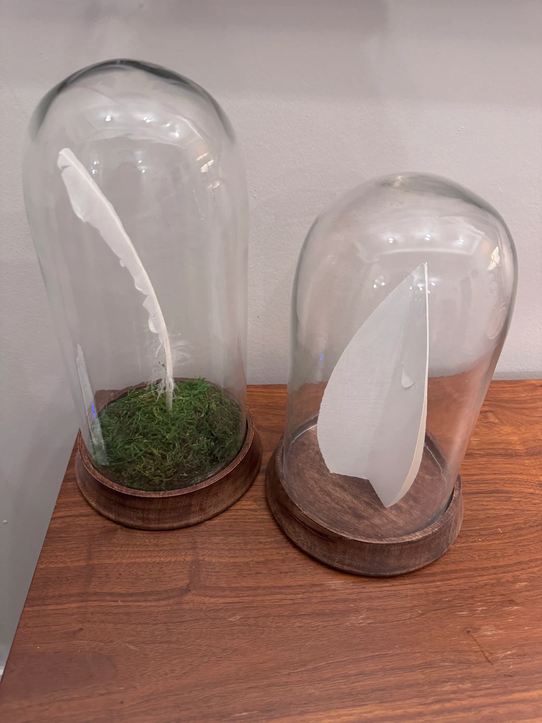 Glass Dome Display Cloches with Wooden Bases (Set of 2)