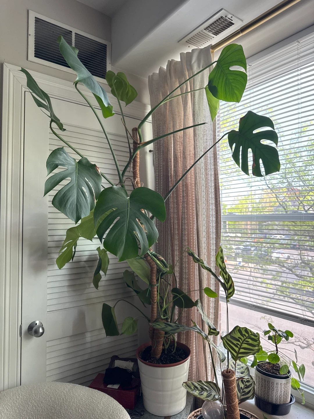 Monstera Deliciosa Plant