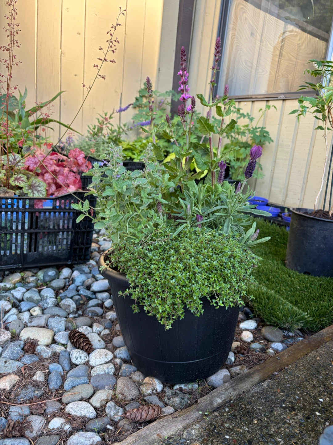 Potted Lavender, nepeta, salvia and Thyme Plant