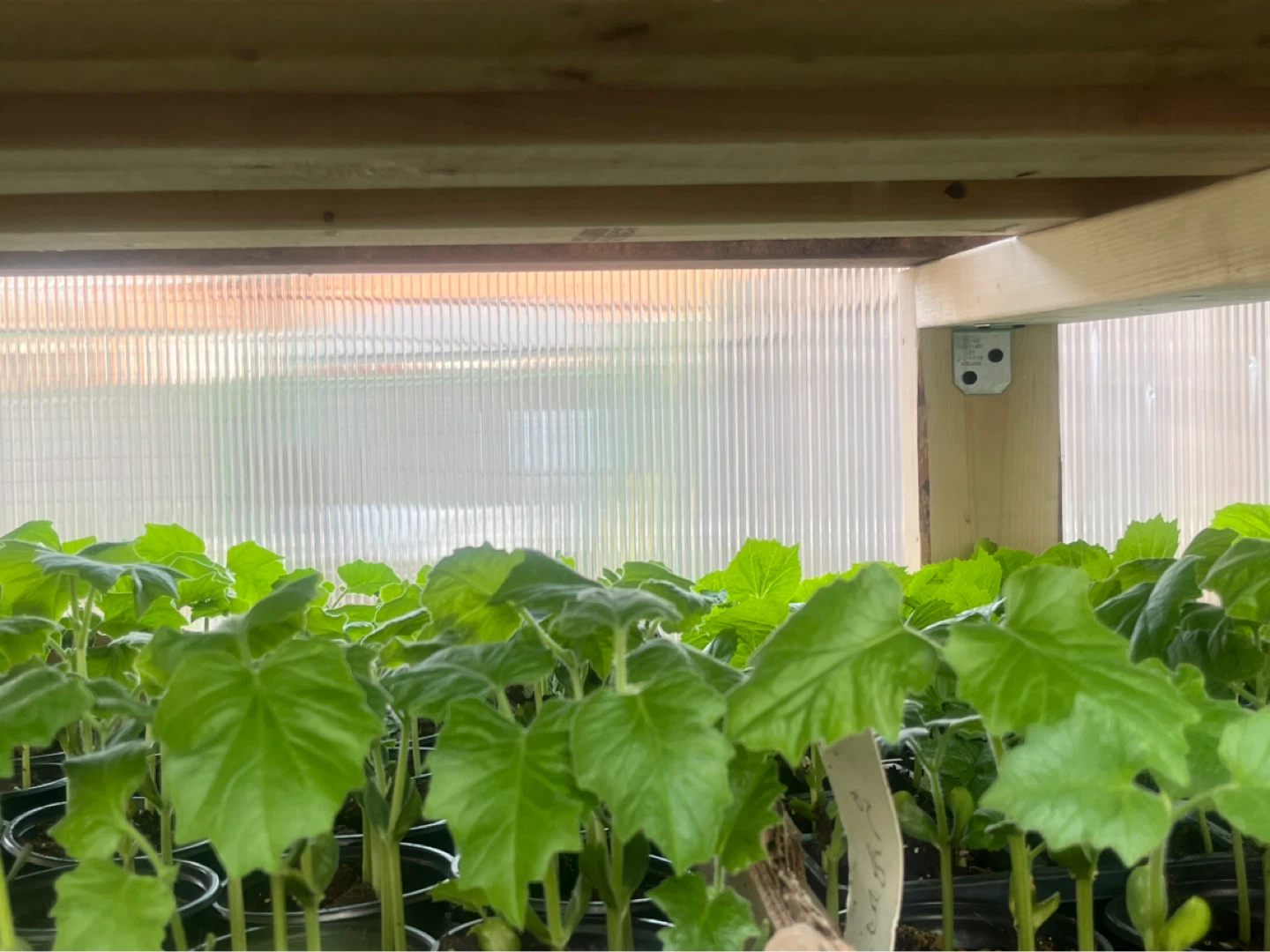 Snake Gourd Plants (Trichosanthes anguina) - photo 3