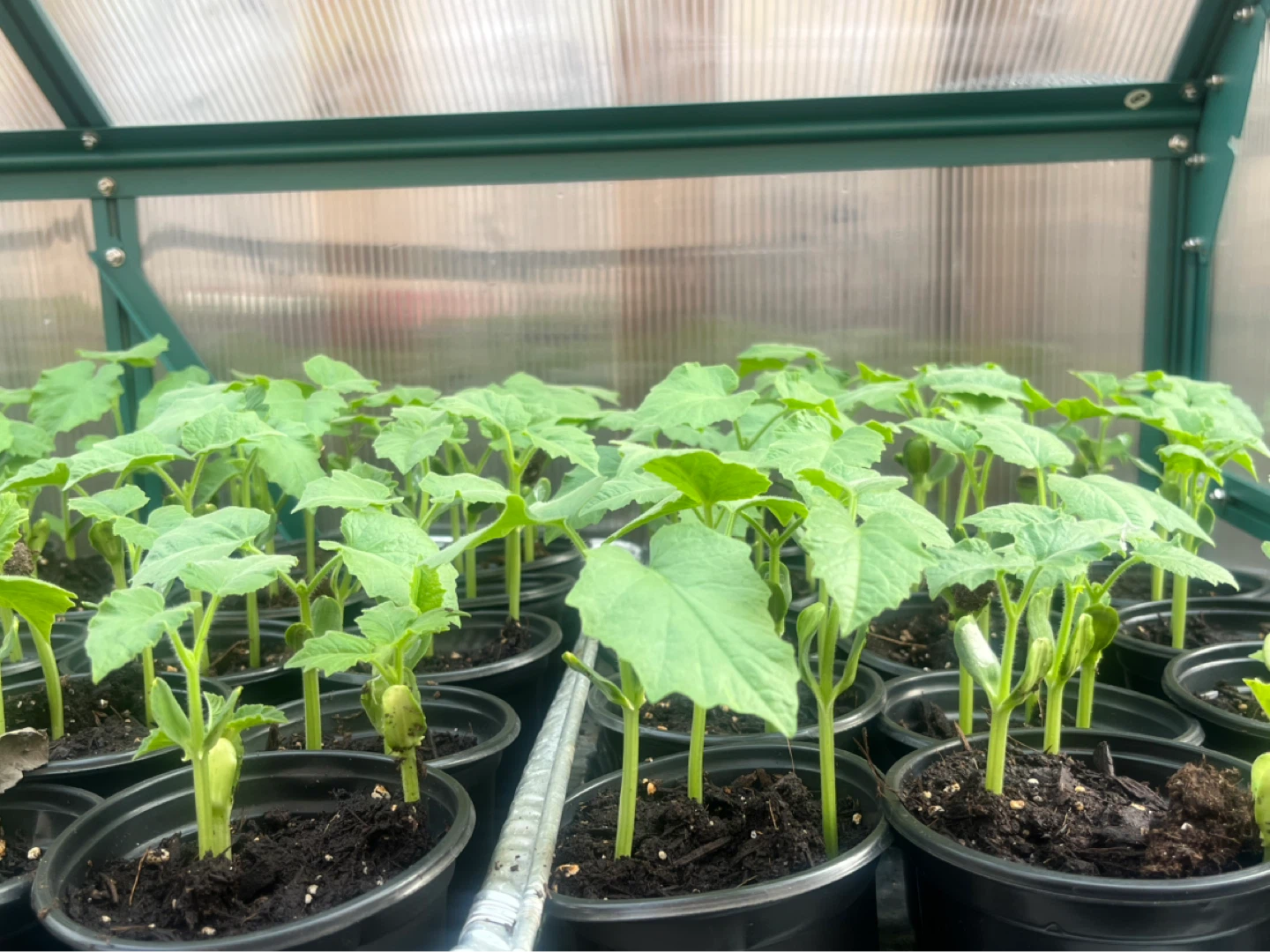 Snake Gourd Plants (Trichosanthes anguina)