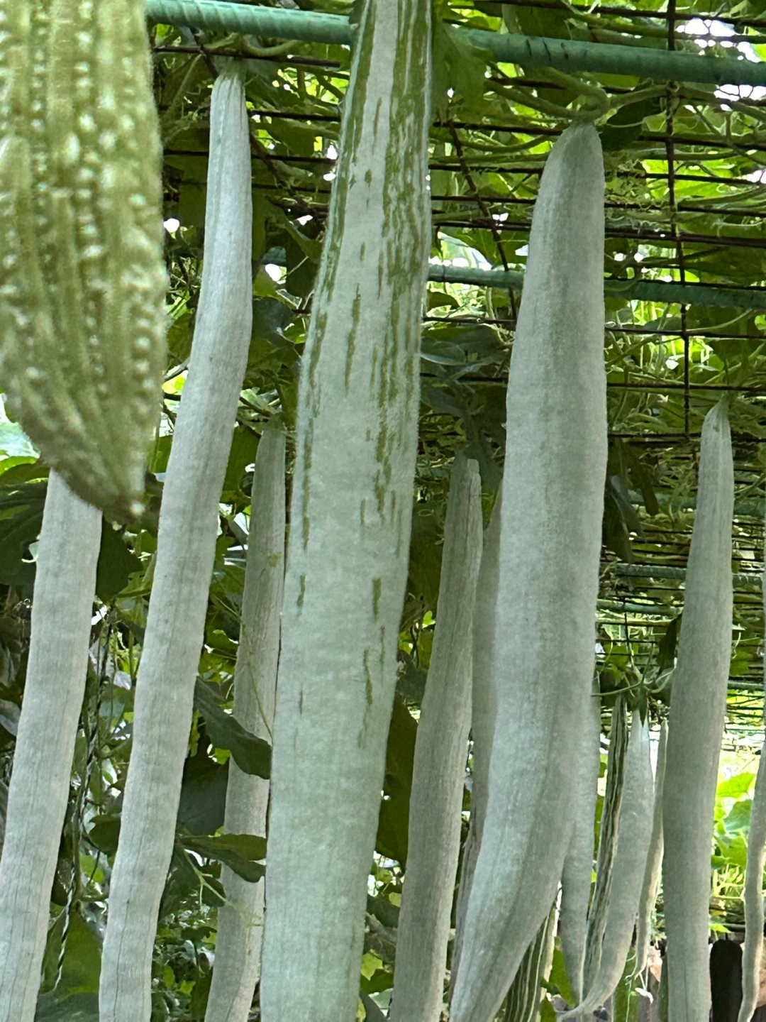 Snake Gourd Plants (Trichosanthes anguina) - photo 2