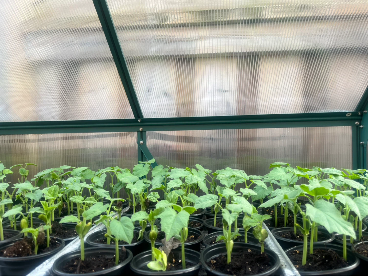 Snake Gourd Plants (Trichosanthes anguina) - photo 4