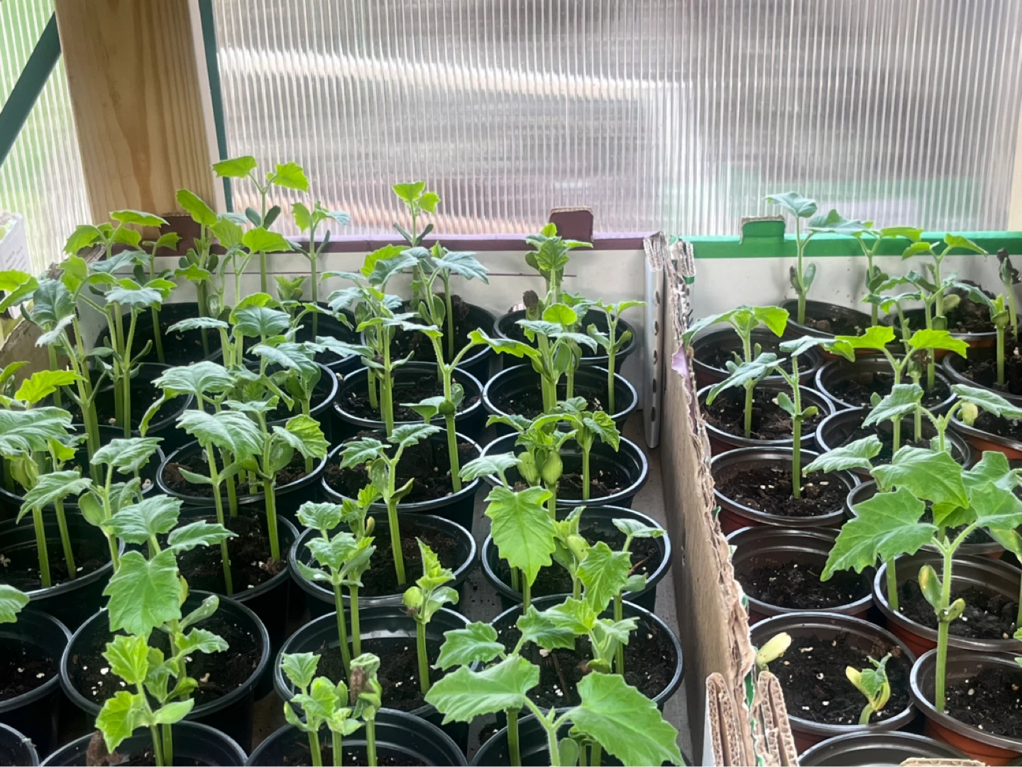 Snake Gourd Plants (Trichosanthes anguina) - photo 5