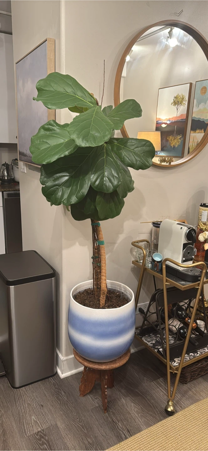 Fiddle Leaf Fig Plant in Blue and White Pot