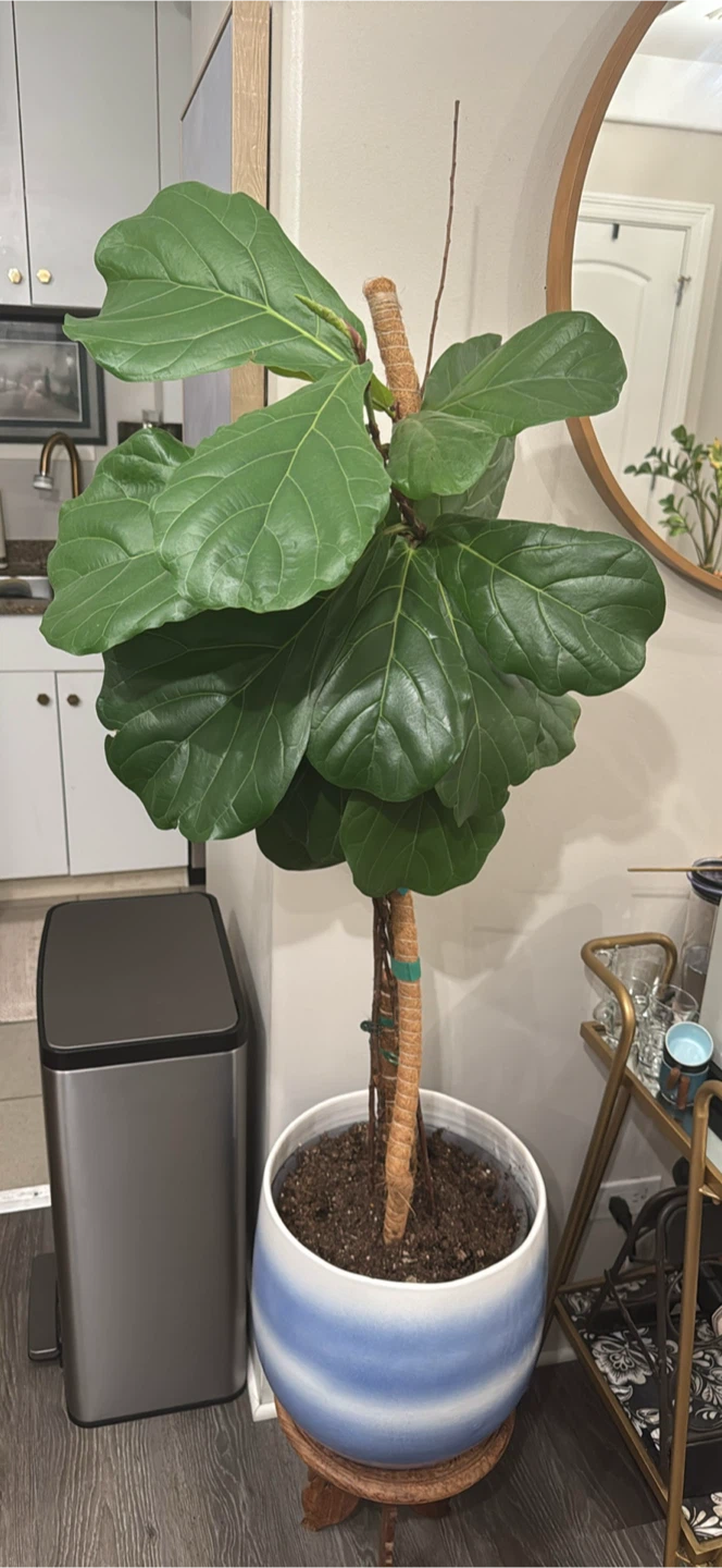 Fiddle Leaf Fig Plant in Blue and White Pot - photo 2