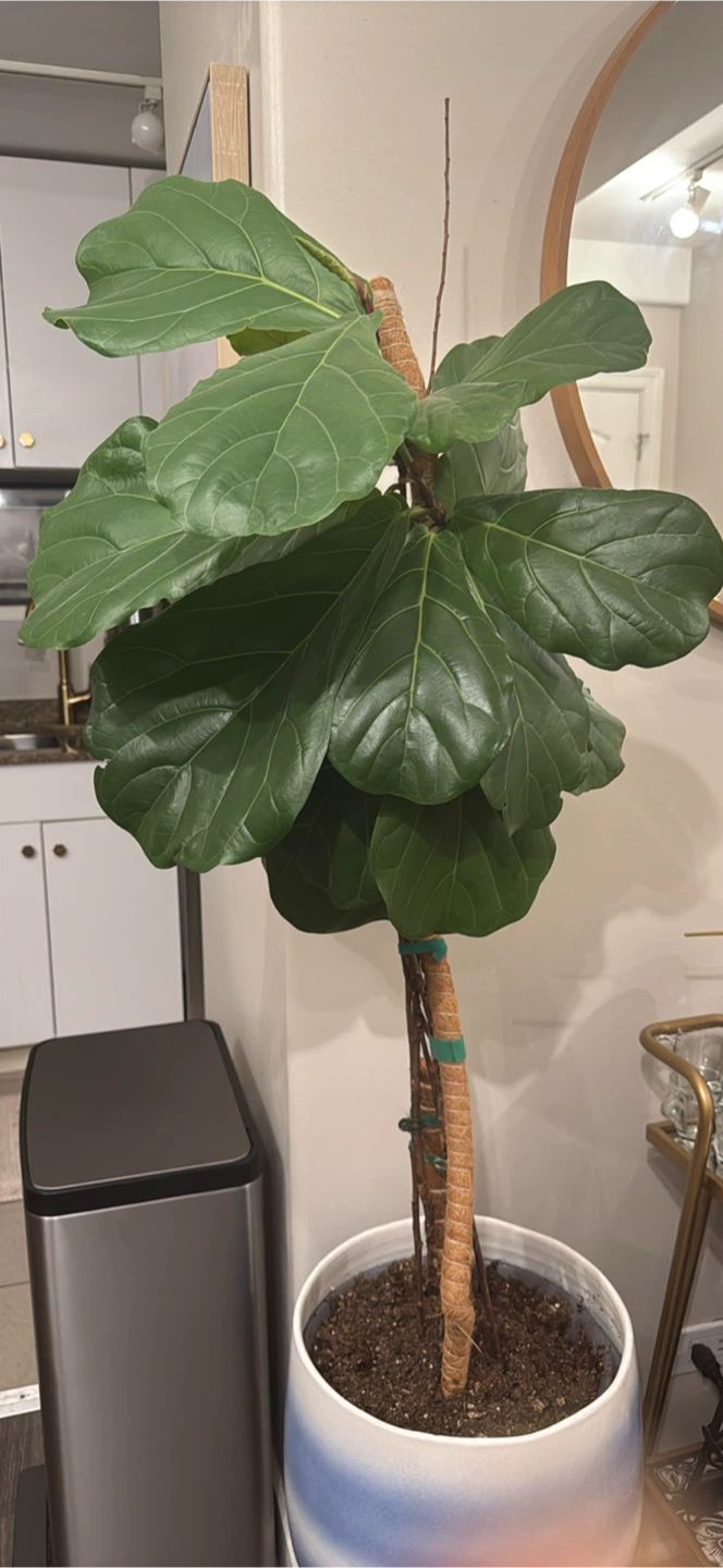 Fiddle Leaf Fig Plant in Blue and White Pot - photo 3
