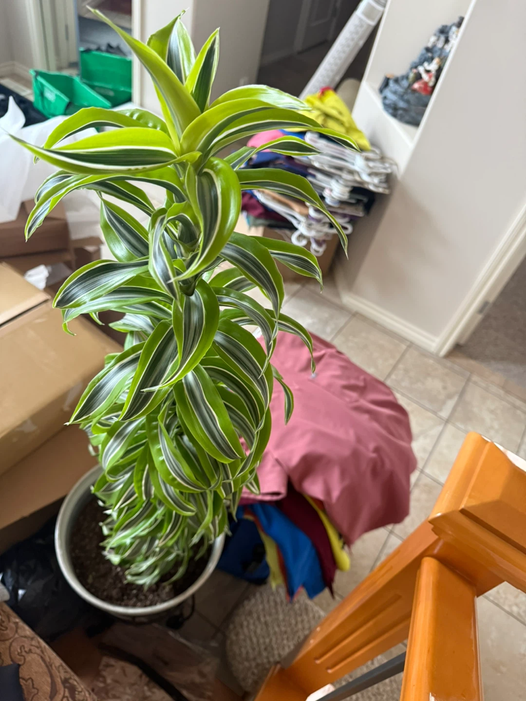 Dracaena Fragrans Corn Plant - photo 4