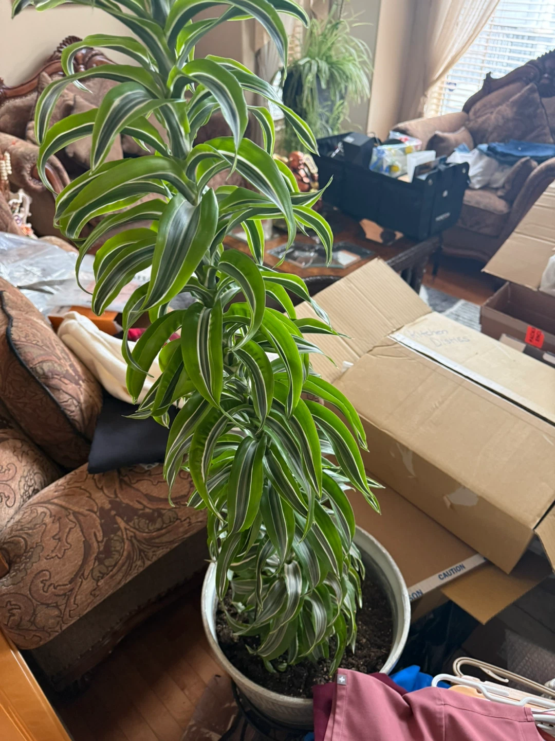 Dracaena Fragrans Corn Plant - photo 5