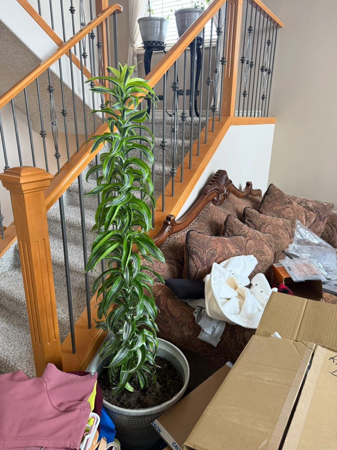 Dracaena Fragrans Corn Plant