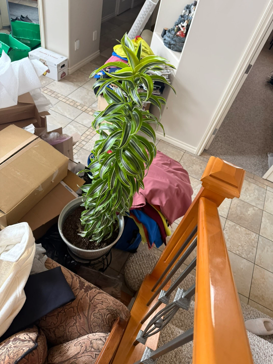 Dracaena Fragrans Corn Plant - photo 3
