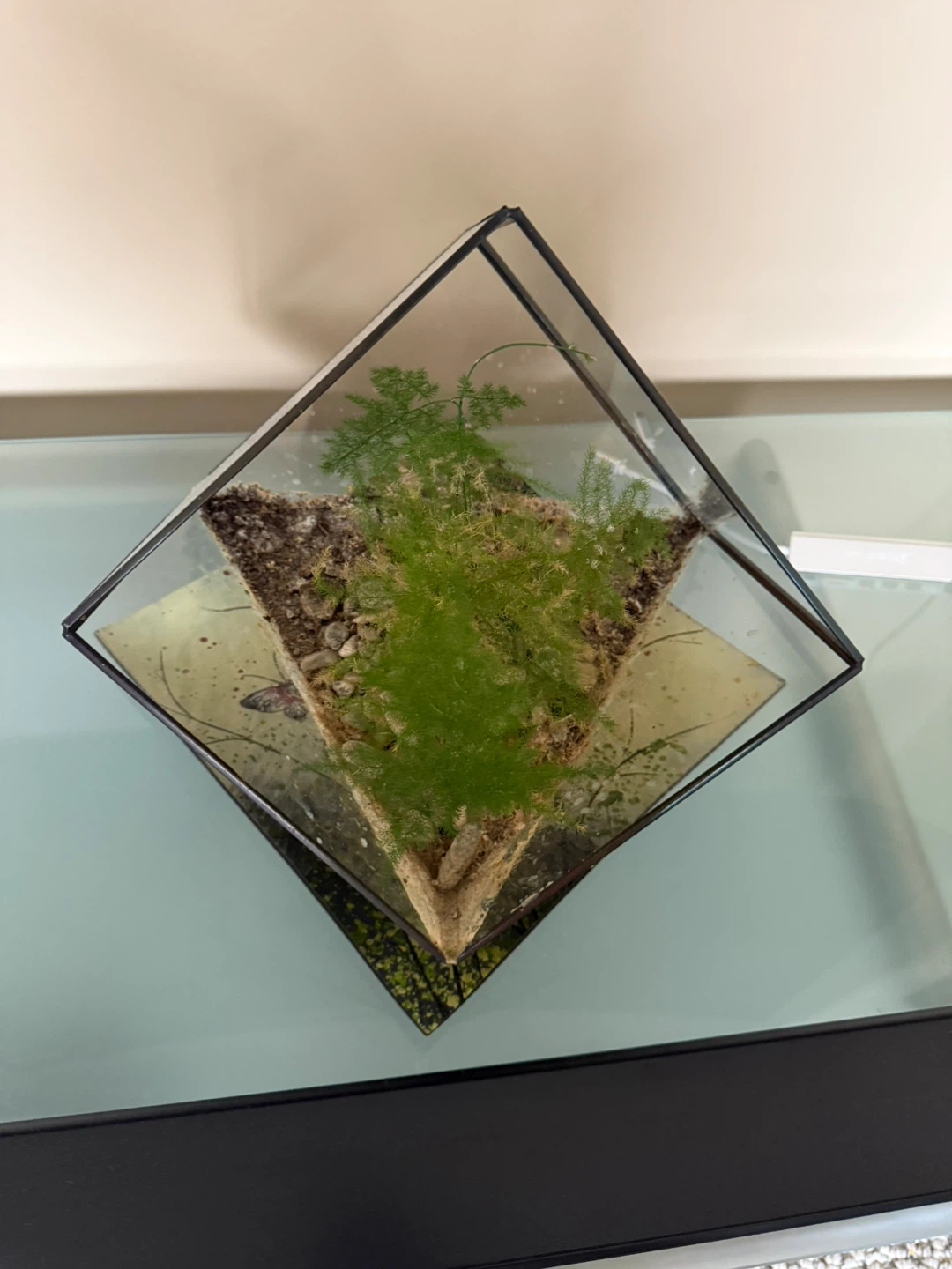 Glass Geometric Terrarium with Plants