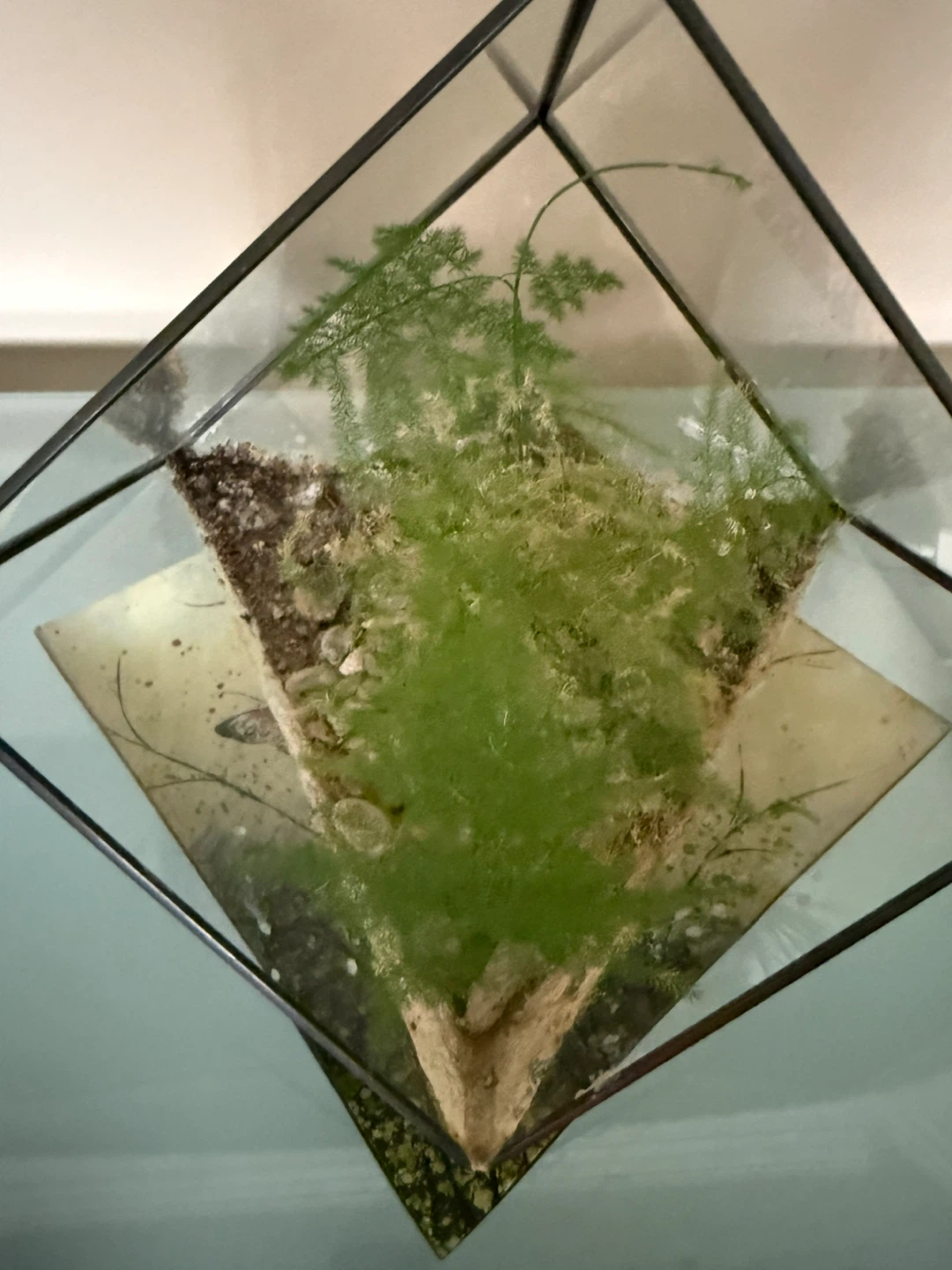 Glass Geometric Terrarium with Plants - photo 2