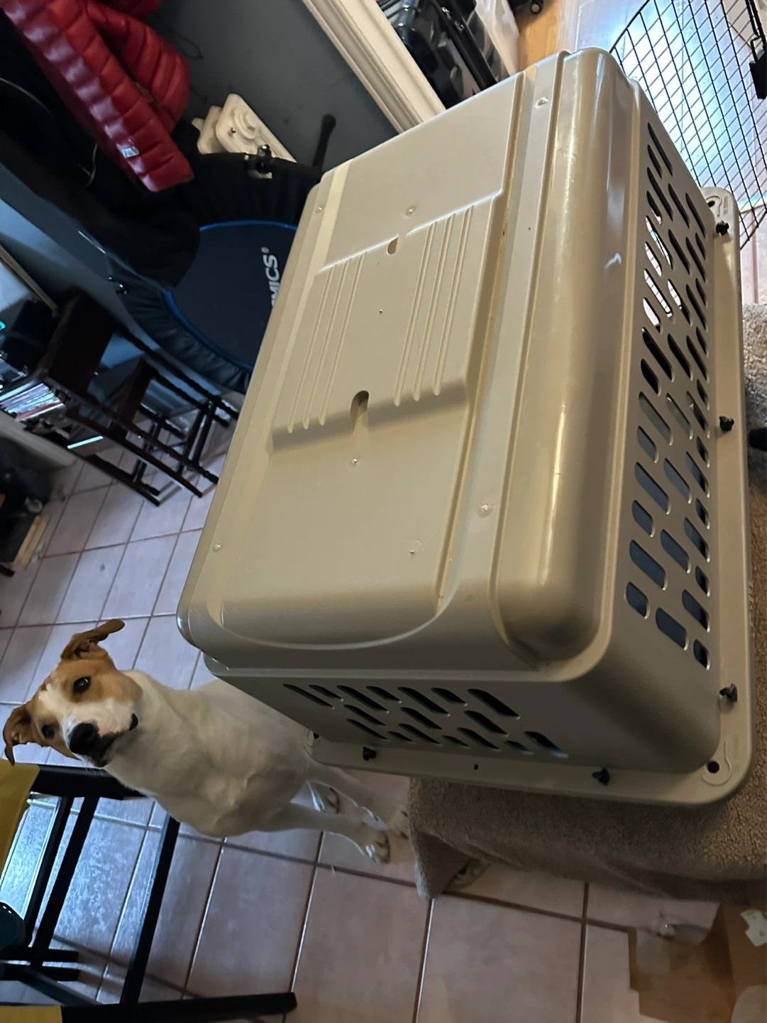 Large Dog Crate Carrier - Tan - photo 5