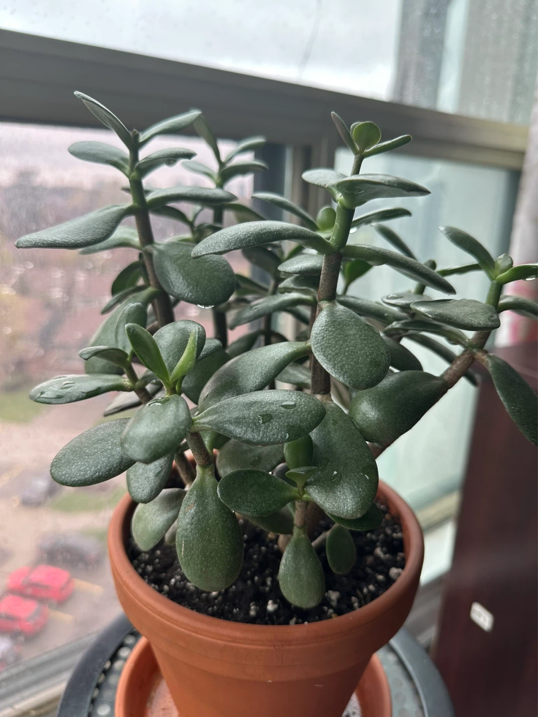 Potted healthy Jade Plant 🪴 - photo 2