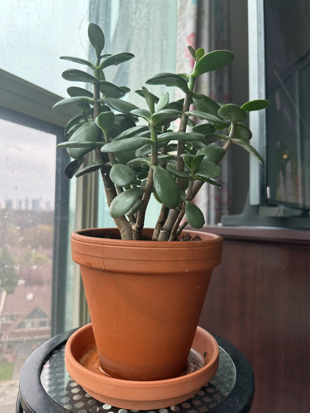Potted healthy Jade Plant 🪴
