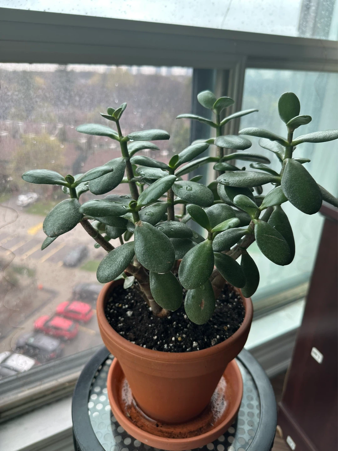Potted healthy Jade Plant 🪴 - photo 3