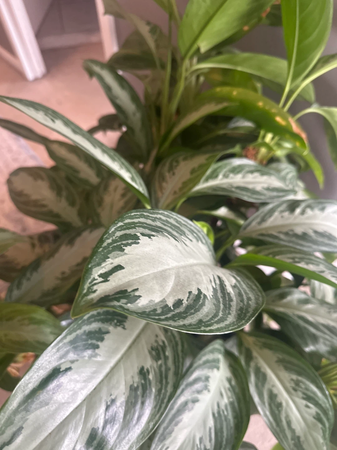 Chinese Evergreen Plant - photo 3