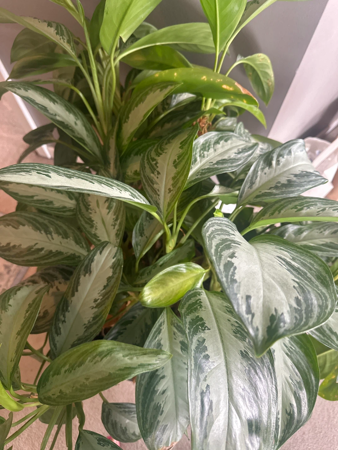 Chinese Evergreen Plant