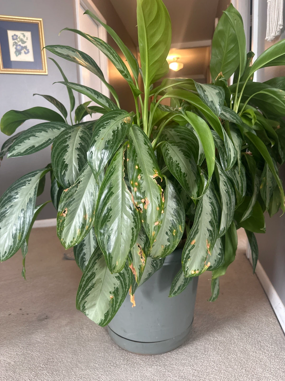 Chinese Evergreen Plant - photo 2