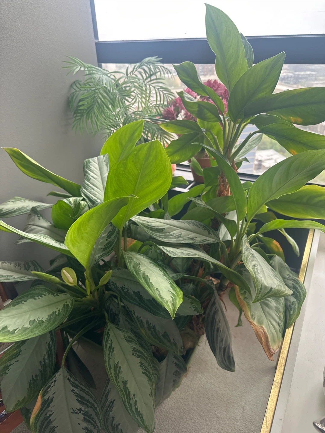 Chinese Evergreen Plants - photo 2