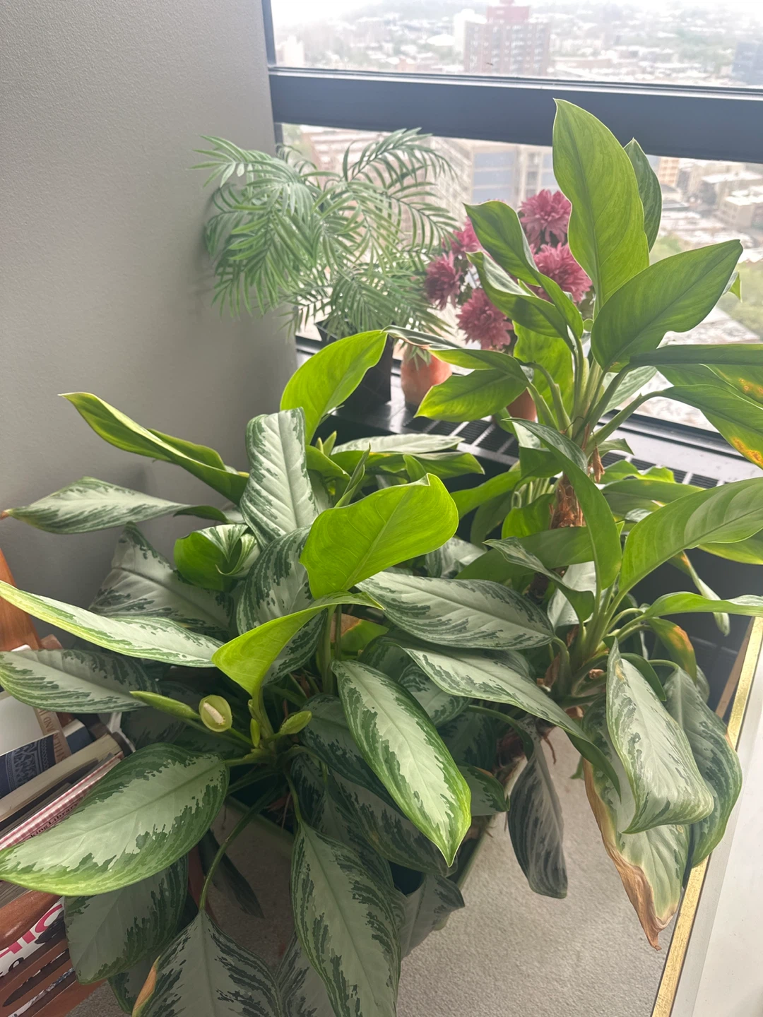 Chinese Evergreen Plants