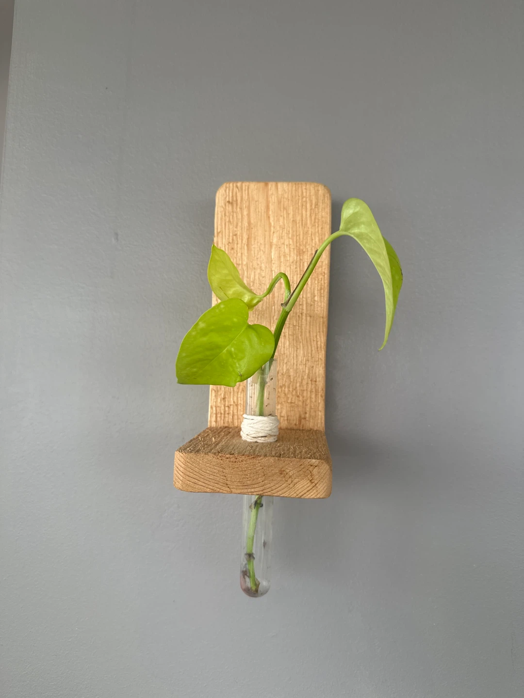 Wooden Wall Mount Plant Propagation Station