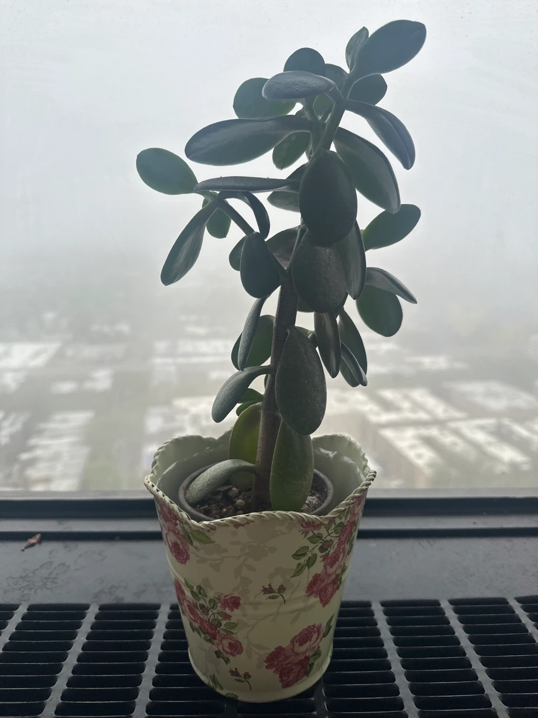Jade Plant in Decorative Pot - photo 2